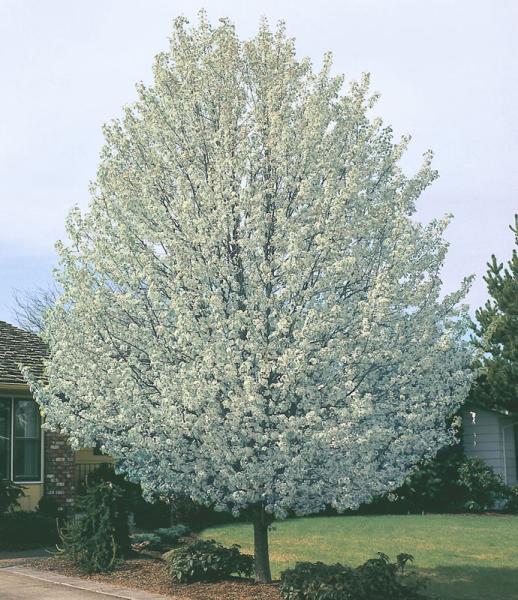 chanticleer pear tree fall color