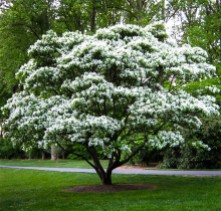 White Fringe Tree
