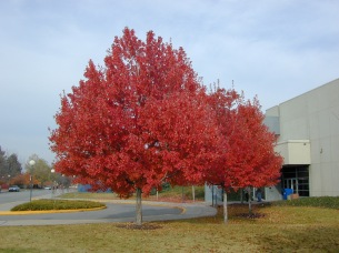 Image result for red maple tree