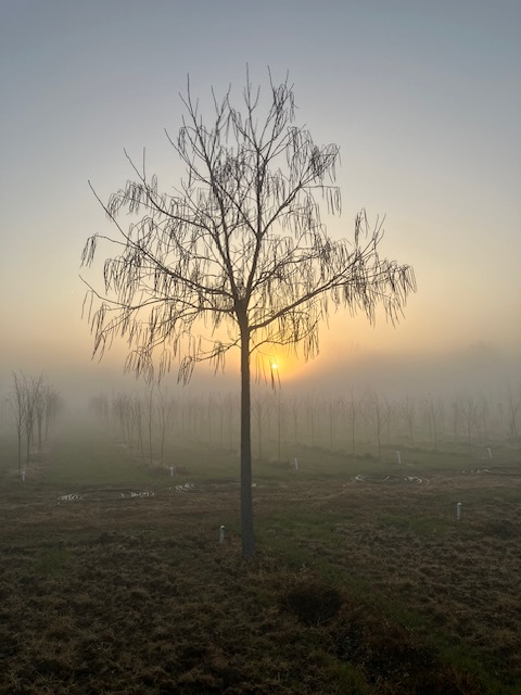 Catalpa Morning Fog